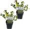 Plant in a Box - Ilex Argentea Marginata - Set van 2 - Groenblijvende tuinplant - kleur uw herfst- en wintertuin - Pot 17cm - Hoogte 25-35cm