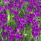 Plant in a Box - Crocus Ruby Giant - 100x Krokus bollen - Vroege bloeiers - Bloembollen winterhard