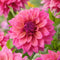 Plant in a Box - Dahlia 'Feline Yvonne' - set van 3 - zomerbloeiers - dahliaknollen - tuinbloemen - rood/roze