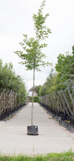 Amerikaanse eik | Quercus rubra 10-14 cm | Bomenbezorgd.nl