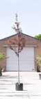 Puperbladige sierpruim Prunus cerasifera Nigra h 350 cm st. omtrek...
