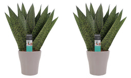 Decorum Duo Sansevieria Zeylanica met sierpot Anna taupe