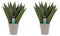 Decorum Duo Sansevieria Zeylanica met sierpot Anna taupe