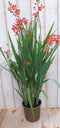 Crocosmia Montbretia 40 cm