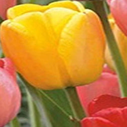 JUB - Tulipa Darwin hybride Mix