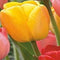 JUB - Tulipa Darwin hybride Mix