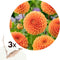 Plant in a Box - Dahlia 'Sylvia' - set van 3 - zomerbloeiers - dahliaknollen - tuinbloemen - Oranje