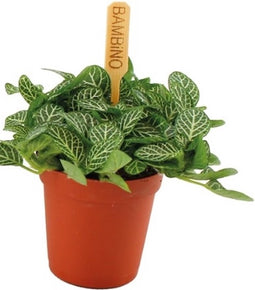 Goed & Groen - 6cm Fittonia Verschaffeltii - ↨ 10cm - Potmaat 6 - Exclusieve Kwaliteit Planten - Kamer Plant - Kamerplanten - Sfeer - Interieur