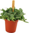 Goed & Groen - 6cm Fittonia Verschaffeltii - ↨ 10cm - Potmaat 6 - Exclusieve Kwaliteit Planten - Kamer Plant - Kamerplanten - Sfeer - Interieur