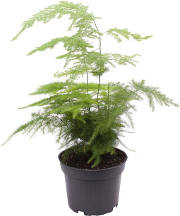 Goed & Groen - 7cm Asparagus plumosus - ↨ 15cm - Potmaat 7 - Exclusieve Kwaliteit Planten - Kamer Plant - Kamerplanten - Sfeer - Interieur