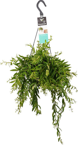Goed & Groen - Aeschynanthus japhrolepis - ↨ 50cm - Potmaat 17 - Exclusieve Kwaliteit Planten - Kamer Plant - Kamerplanten - Sfeer - Interieur