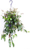 Goed & Groen - Aeschynanthus marmoratus - ↨ 25cm - Potmaat 17 - Exclusieve Kwaliteit Planten - Kamer Plant - Kamerplanten - Sfeer - Interieur