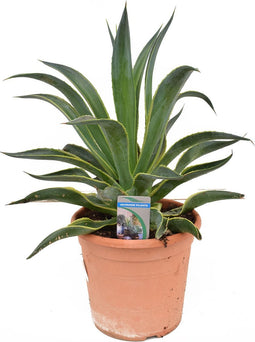 Goed & Groen - Agave desmetiana variegata - ↨ 60cm - Potmaat 26 - Exclusieve Kwaliteit Planten - Kamer Plant - Kamerplanten - Sfeer - Interieur