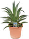 Goed & Groen - Agave desmetiana variegata - ↨ 60cm - Potmaat 26 - Exclusieve Kwaliteit Planten - Kamer Plant - Kamerplanten - Sfeer - Interieur