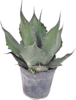 Goed & Groen - Agave Ferox - ↨ 55cm - Potmaat 26 - Exclusieve Kwaliteit Planten - Kamer Plant - Kamerplanten - Sfeer - Interieur