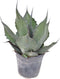 Goed & Groen - Agave Ferox - ↨ 55cm - Potmaat 26 - Exclusieve Kwaliteit Planten - Kamer Plant - Kamerplanten - Sfeer - Interieur