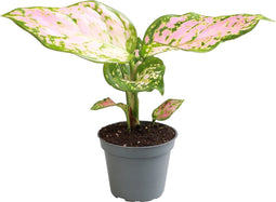 Goed & Groen - Aglaonema Red Valentine - ↨ 12cm - Potmaat 6 - Exclusieve Kwaliteit Planten - Kamer Plant - Kamerplanten - Sfeer - Interieur
