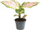 Goed & Groen - Aglaonema Red Valentine - ↨ 12cm - Potmaat 6 - Exclusieve Kwaliteit Planten - Kamer Plant - Kamerplanten - Sfeer - Interieur