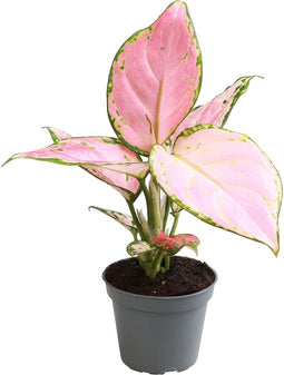 Goed & Groen - Aglaonema Red Zircon - ↨ 8cm - Potmaat 6 - Exclusieve Kwaliteit Planten - Kamer Plant - Kamerplanten - Sfeer - Interieur