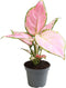 Goed & Groen - Aglaonema Red Zircon - ↨ 8cm - Potmaat 6 - Exclusieve Kwaliteit Planten - Kamer Plant - Kamerplanten - Sfeer - Interieur