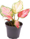 Goed & Groen - Aglaonema Red Zircon - ↨ 8cm - Potmaat 6 - Exclusieve Kwaliteit Planten - Kamer Plant - Kamerplanten - Sfeer - Interieur