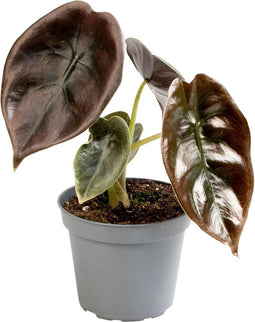 Goed & Groen - Alocasia Cuprea Red - ↨ 12cm - Potmaat 6 - Exclusieve Kwaliteit Planten - Kamer Plant - Kamerplanten - Sfeer - Interieur