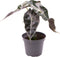 Goed & Groen - Alocasia Curly Bambino - ↨ 15cm - Potmaat 6 - Exclusieve Kwaliteit Planten - Kamer Plant - Kamerplanten - Sfeer - Interieur