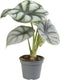 Goed & Groen - Alocasia Curly Bambino - ↨ 15cm - Potmaat 6 - Exclusieve Kwaliteit Planten - Kamer Plant - Kamerplanten - Sfeer - Interieur