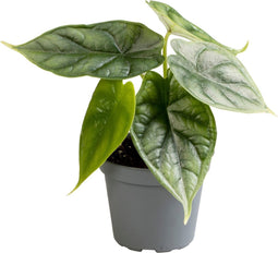 Goed & Groen - Alocasia Dragon Scale - ↨ 12cm - Potmaat 6 - Exclusieve Kwaliteit Planten - Kamer Plant - Kamerplanten - Sfeer - Interieur