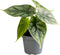 Goed & Groen - Alocasia Dragon Scale - ↨ 12cm - Potmaat 6 - Exclusieve Kwaliteit Planten - Kamer Plant - Kamerplanten - Sfeer - Interieur