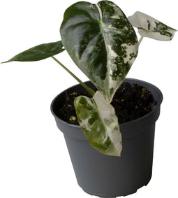 Goed & Groen - Alocasia Frydek Variegata - ↨ 12cm - Potmaat 6 - Exclusieve Kwaliteit Planten - Kamer Plant - Kamerplanten - Sfeer - Interieur
