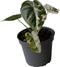 Goed & Groen - Alocasia Frydek Variegata - ↨ 12cm - Potmaat 6 - Exclusieve Kwaliteit Planten - Kamer Plant - Kamerplanten - Sfeer - Interieur