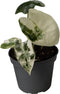 Goed & Groen - Alocasia Frydek Variegata - ↨ 12cm - Potmaat 6 - Exclusieve Kwaliteit Planten - Kamer Plant - Kamerplanten - Sfeer - Interieur
