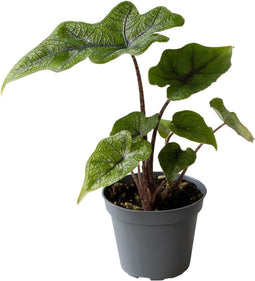 Goed & Groen - Alocasia Jacklyn - ↨ 10cm - Potmaat 6 - Exclusieve Kwaliteit Planten - Kamer Plant - Kamerplanten - Sfeer - Interieur