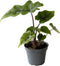Goed & Groen - Alocasia Jacklyn - ↨ 10cm - Potmaat 6 - Exclusieve Kwaliteit Planten - Kamer Plant - Kamerplanten - Sfeer - Interieur