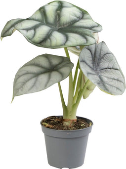 Goed & Groen - Alocasia Silver Dragon - ↨ 12cm - Potmaat 6 - Exclusieve Kwaliteit Planten - Kamer Plant - Kamerplanten - Sfeer - Interieur