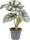 Goed & Groen - Alocasia Silver Dragon - ↨ 12cm - Potmaat 6 - Exclusieve Kwaliteit Planten - Kamer Plant - Kamerplanten - Sfeer - Interieur