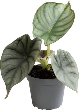 Goed & Groen - Alocasia Silver Nebula - ↨ 12cm - Potmaat 6 - Exclusieve Kwaliteit Planten - Kamer Plant - Kamerplanten - Sfeer - Interieur