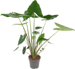 Goed & Groen - Alocasia Zebrina - ↨ 100cm - Potmaat 24 - Exclusieve Kwaliteit Planten - Kamer Plant - Kamerplanten - Sfeer - Interieur