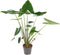 Goed & Groen - Alocasia Zebrina - ↨ 100cm - Potmaat 24 - Exclusieve Kwaliteit Planten - Kamer Plant - Kamerplanten - Sfeer - Interieur