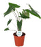 Goed & Groen - Alocasia Zebrina - ↨ 70cm - Potmaat 17 - Exclusieve Kwaliteit Planten - Kamer Plant - Kamerplanten - Sfeer - Interieur