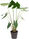 Goed & Groen - Alocasia Zebrina - XL - ↨ 130cm - Potmaat 32 - Exclusieve Kwaliteit Planten - Kamer Plant - Kamerplanten - Sfeer - Interieur