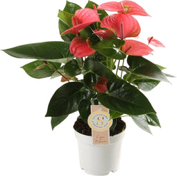 Goed & Groen - Anthurium "Pink Champion" - ↨ 40cm - Potmaat 12 - Exclusieve Kwaliteit Planten - Kamer Plant - Kamerplanten - Sfeer - Interieur