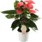Goed & Groen - Anthurium