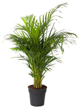 Goed & Groen - Areca palm - XL - ↨ 130cm - Potmaat 24 - Exclusieve Kwaliteit Planten - Kamer Plant - Kamerplanten - Sfeer - Interieur