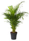 Goed & Groen - Areca palm - XL - ↨ 130cm - Potmaat 24 - Exclusieve Kwaliteit Planten - Kamer Plant - Kamerplanten - Sfeer - Interieur