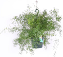 Goed & Groen - Asparagus densiflorus 'Sprengeri' - ↨ 30cm - Potmaat 17 - Exclusieve Kwaliteit Planten - Kamer Plant - Kamerplanten - Sfeer - Interieur