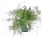 Goed & Groen - Asparagus densiflorus 'Sprengeri' - ↨ 30cm - Potmaat 17 - Exclusieve Kwaliteit Planten - Kamer Plant - Kamerplanten - Sfeer - Interieur