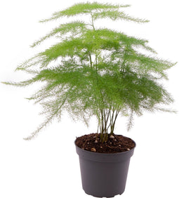 Goed & Groen - Asparagus Plumosus - ↨ 15cm - Potmaat 6 - Exclusieve Kwaliteit Planten - Kamer Plant - Kamerplanten - Sfeer - Interieur