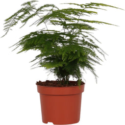 Goed & Groen - Asparagus Setaceus ‘Plumosus’ - ↨ 28cm - Potmaat 12 - Exclusieve Kwaliteit Planten - Kamer Plant - Kamerplanten - Sfeer - Interieur